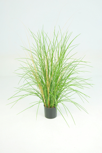 Honey Grass w pot 80 cm Green 